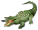 Gator's Avatar